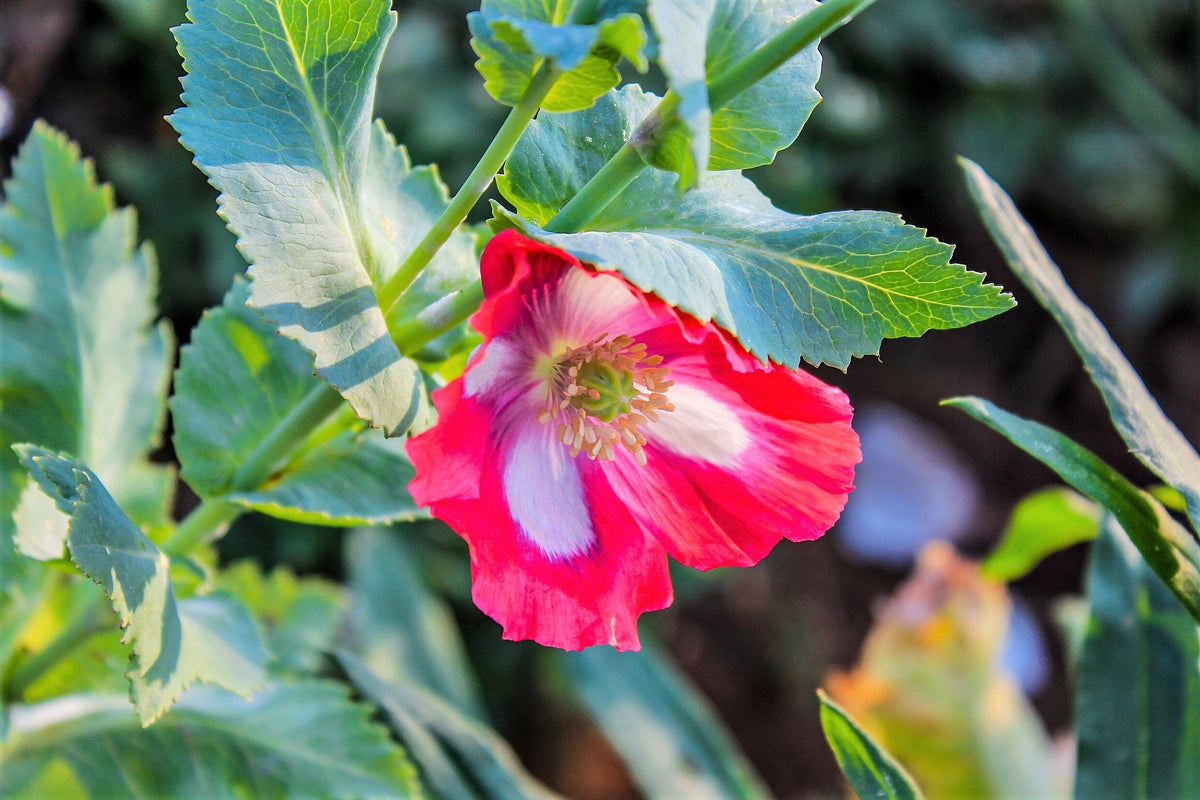 200 AFGHAN RESELECTED Blue POPPY Mixed Colors Papaver Somniferum Setigerum Pink Purple White Flower Seeds