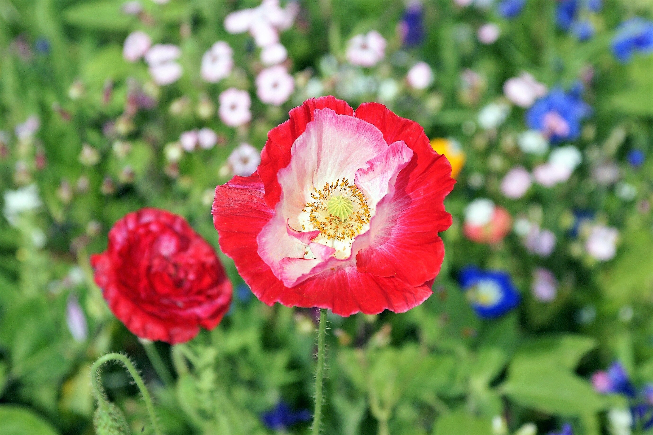 200 AFGHAN RESELECTED Blue POPPY Mixed Colors Papaver Somniferum Setigerum Pink Purple White Flower Seeds