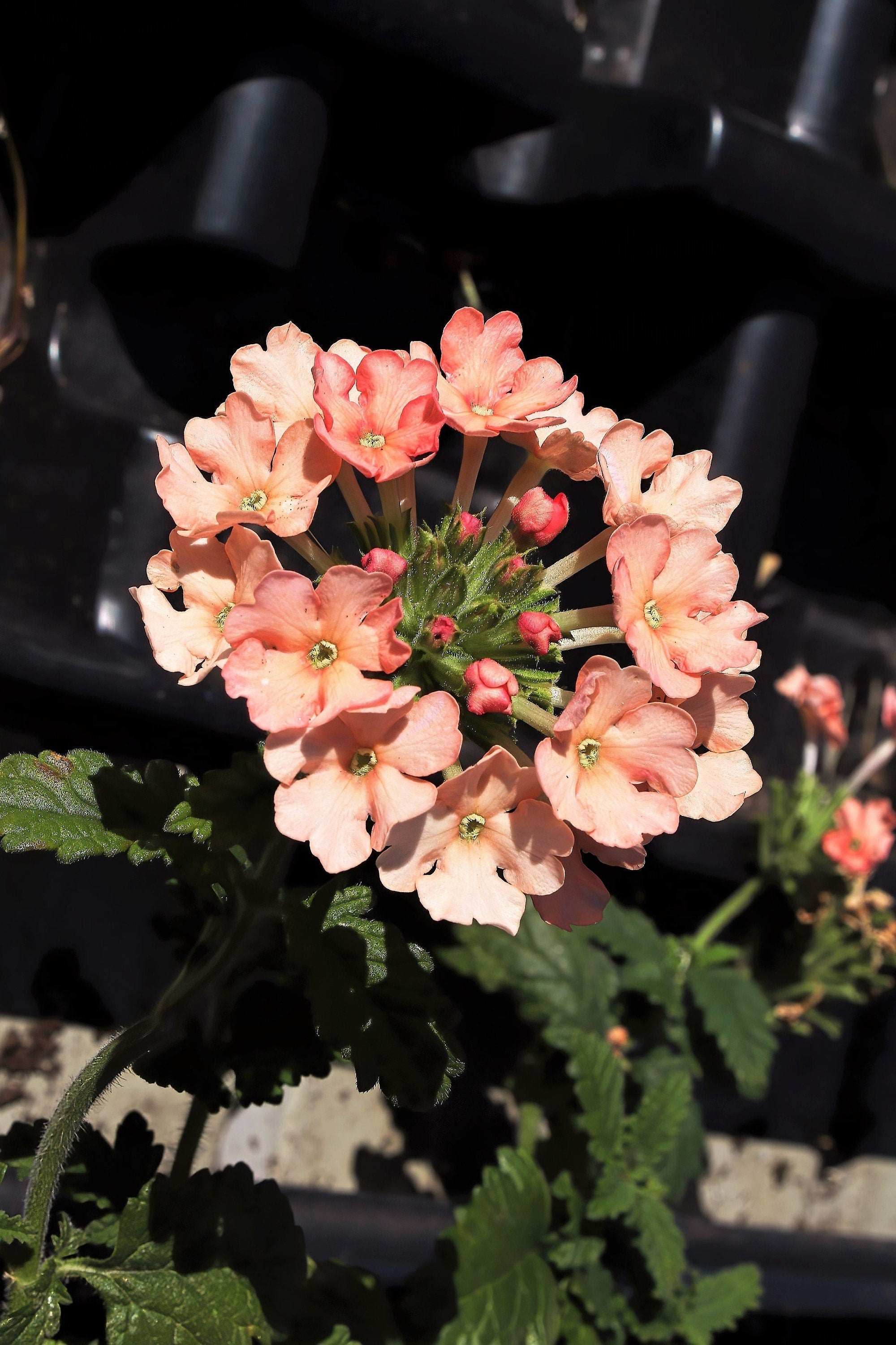 50 Dwarf APRICOT VERBENA Nana Compacta Fragrant Butterfly Flower Seeds