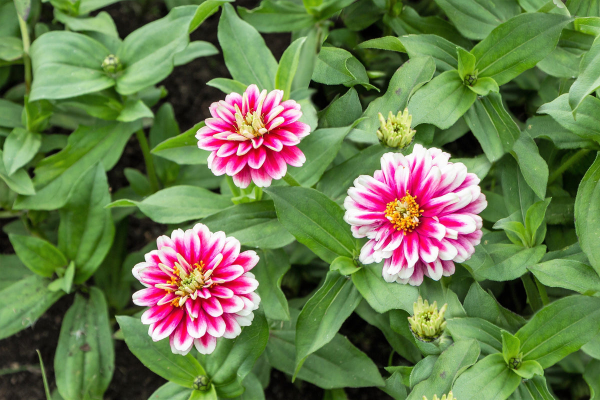 100 ICE QUEEN ZINNIA Elegans Bicolor Double Pink Red White Flower Seeds
