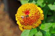 100 Mixed Colors SCABIOSA ZINNIA Elegans  Red, Pink, Purple, Yellow, White, & Orange Flower Seeds