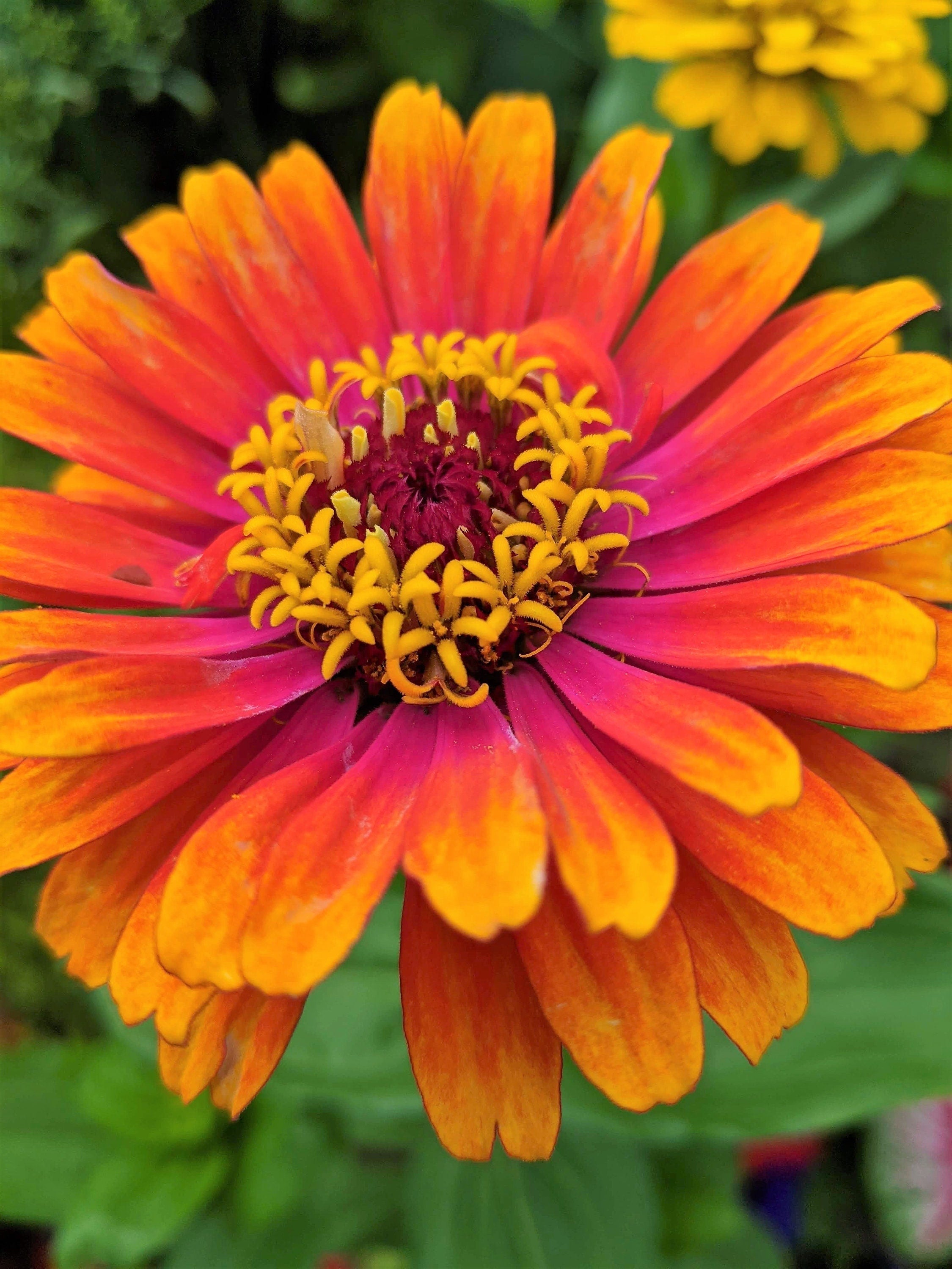 50 SOMBRERO ZINNIA Elegans Mexican Zinnia Haageana Orange Red Yellow Bicolor Flower Seeds