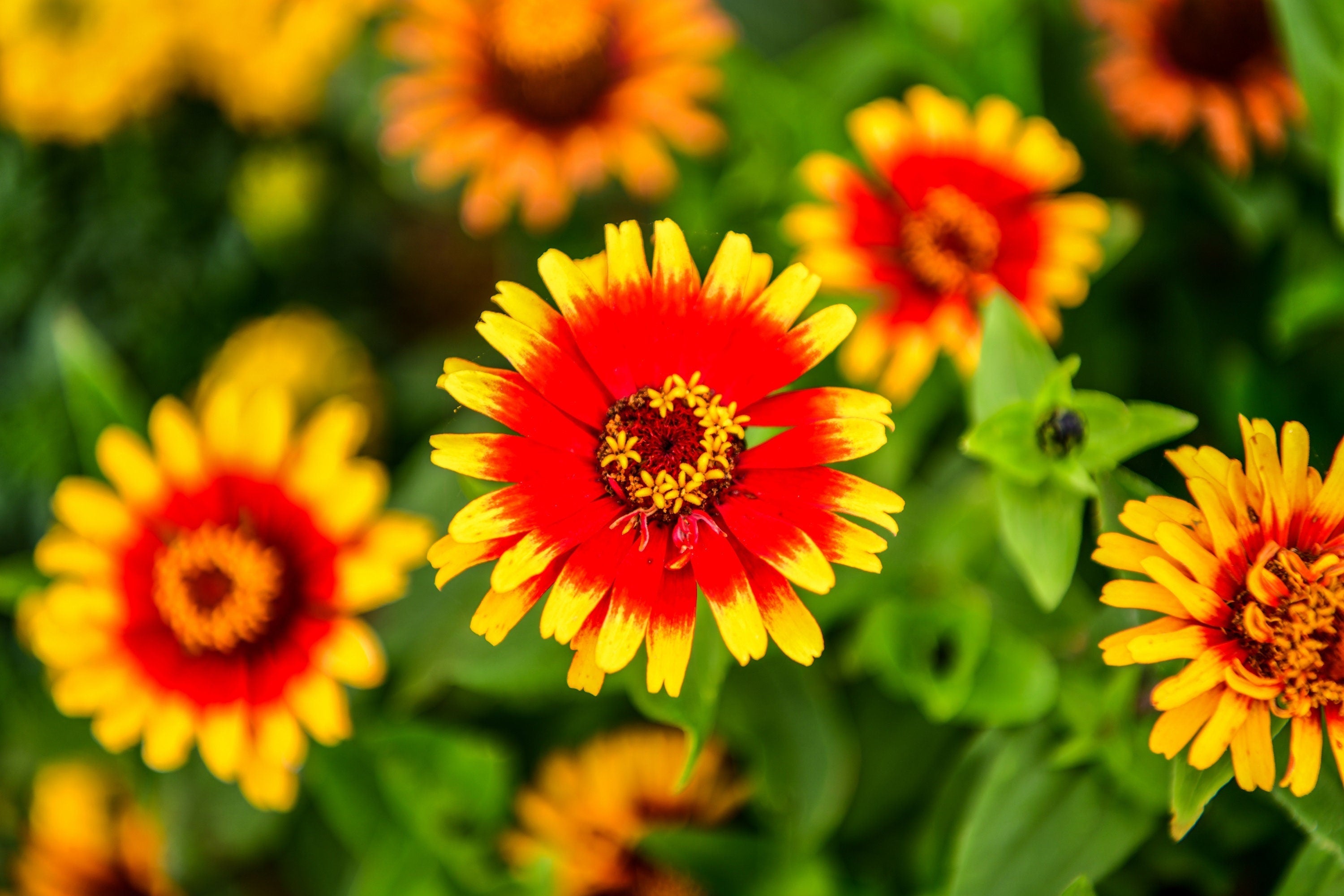 50 SOMBRERO ZINNIA Elegans Mexican Zinnia Haageana Orange Red Yellow Bicolor Flower Seeds