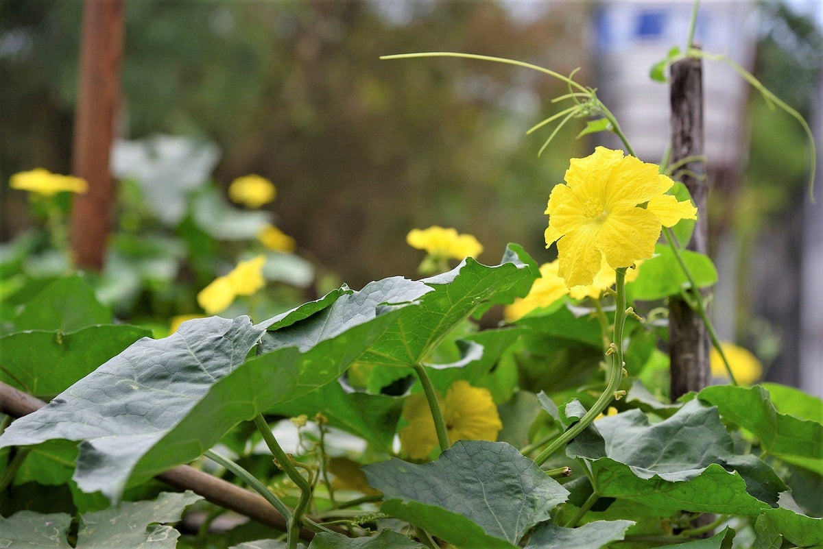 25 Small APPLE GOURD Cucurbita Pepo Ornamental Squash Seeds