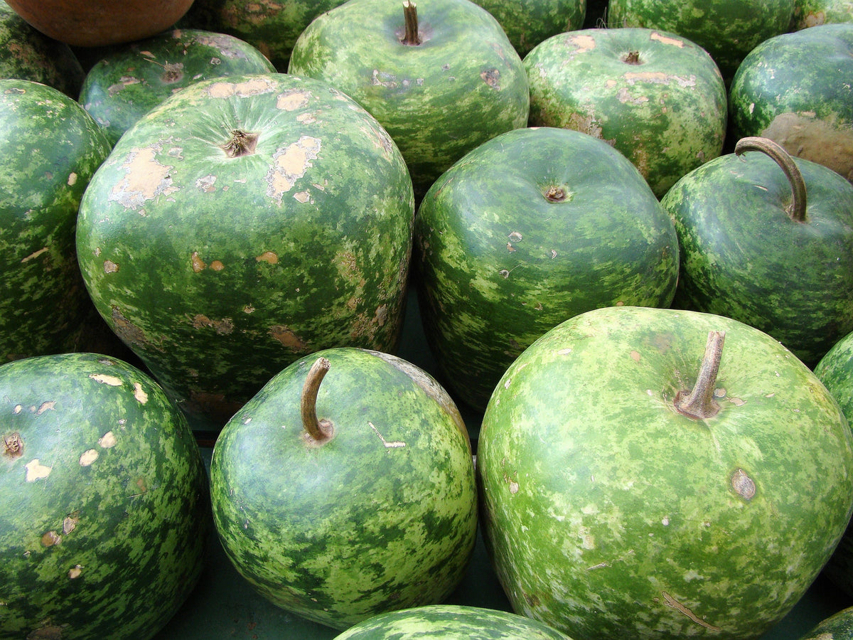 25 Small APPLE GOURD Cucurbita Pepo Ornamental Squash Seeds