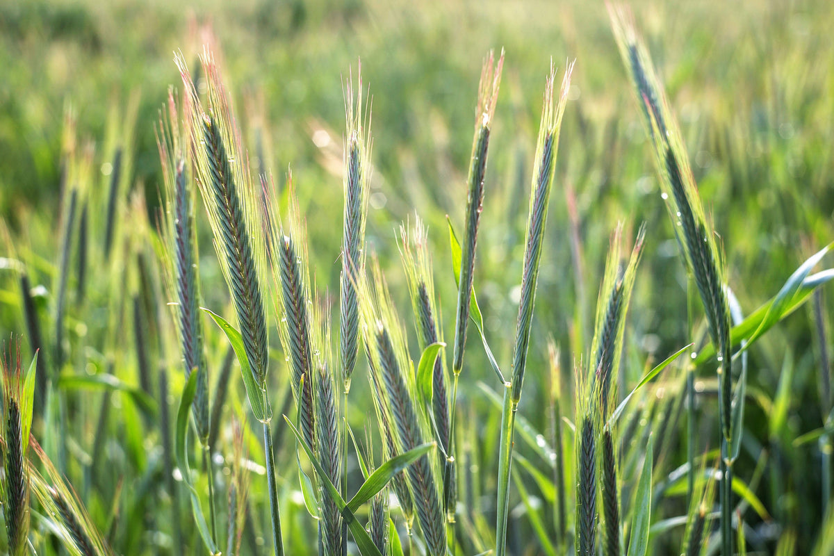 350 AROOSTOOK RYE Secale Cereale Cereal Grain Hardy Winter Cover Crop Seeds