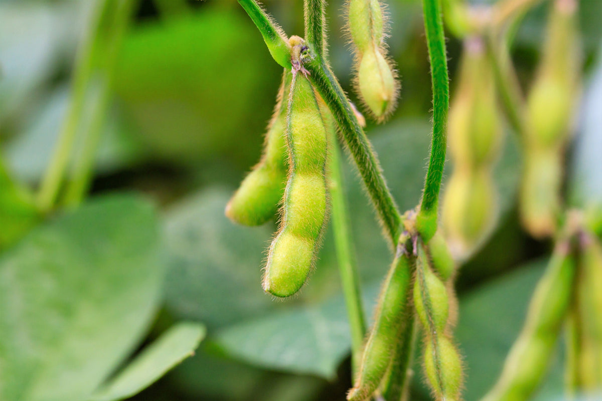 20 Organic MIDORI GIANT SOYBEAN Edamame Glycine Max Green Bean Legume Vegetable Seeds