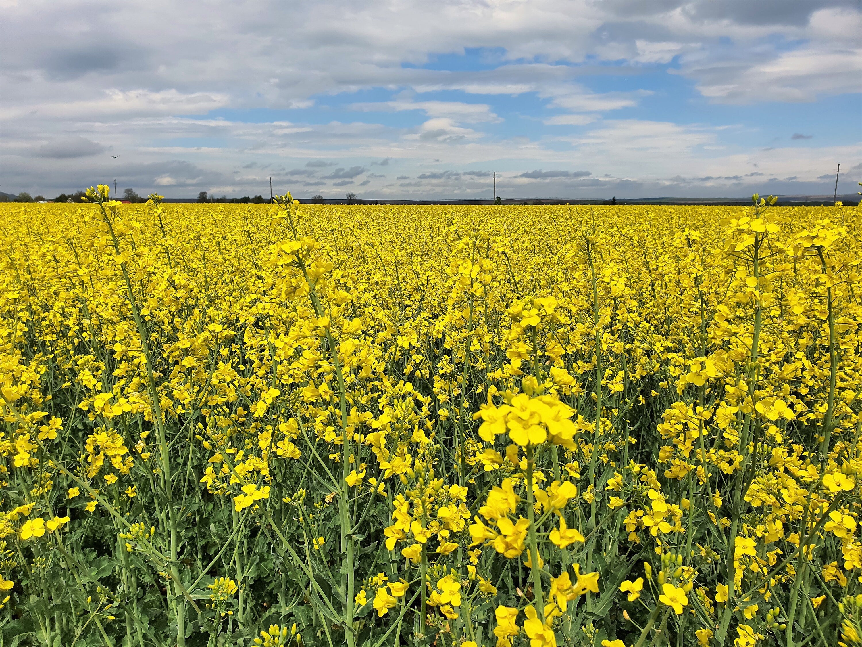 1000 ' WICHITA ' Winter CANOLA Brassica Napus Rape Oilseed Cover Crop Seeds