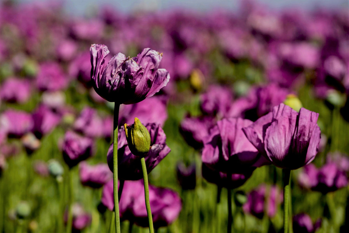 500 LAUREN'S GRAPE POPPY Purple Papaver Somniferum Flower Seeds