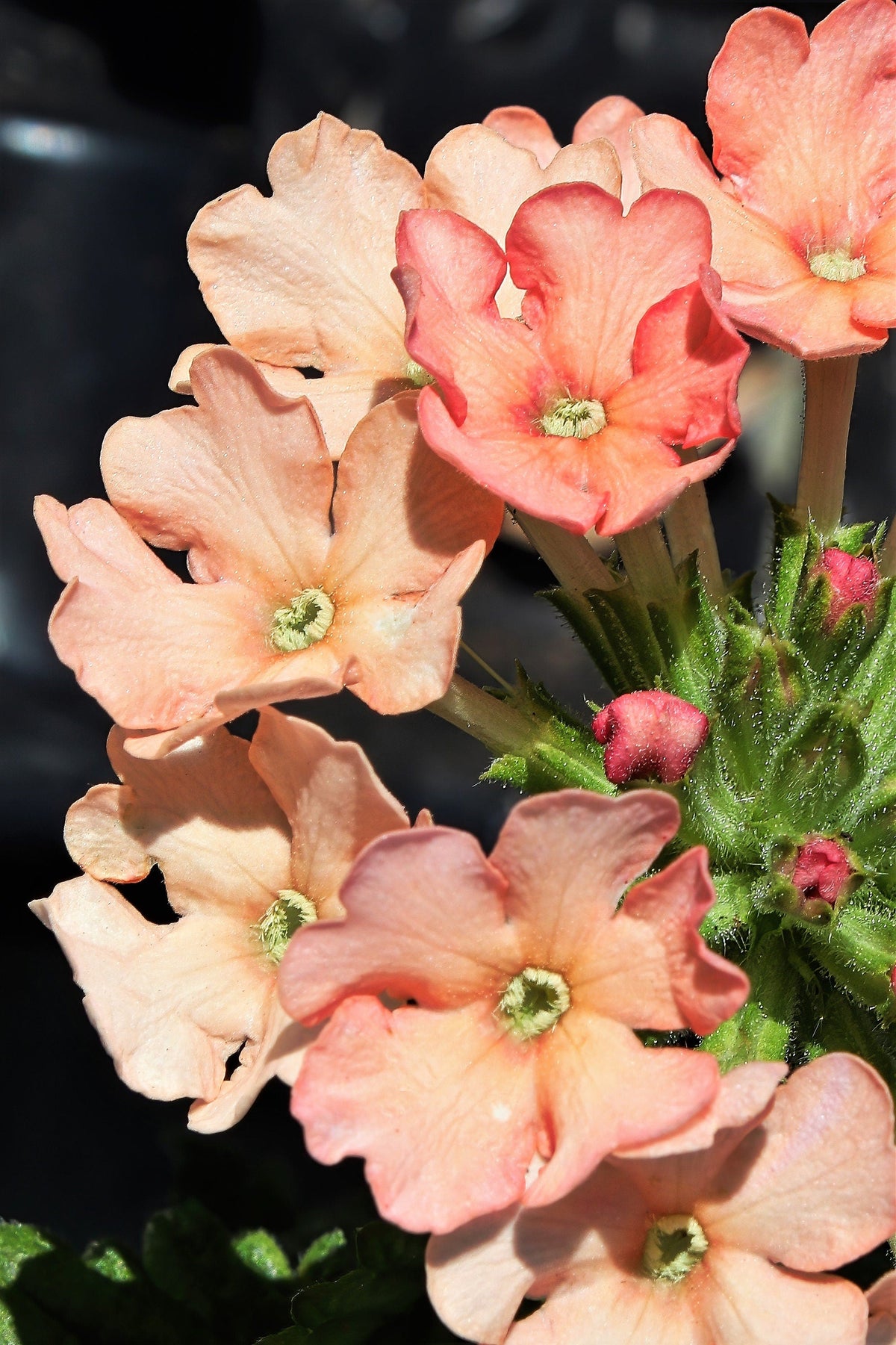 50 Dwarf APRICOT VERBENA Nana Compacta Fragrant Butterfly Flower Seeds