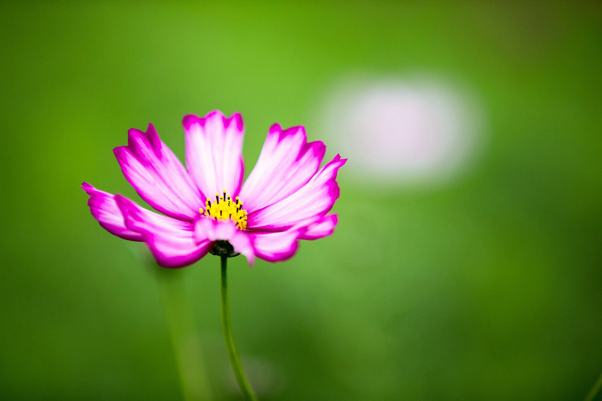 300 PICOTEE COSMOS Bipinnatus 2-Tone White Pink Magenta Fast Growing Flower Seeds