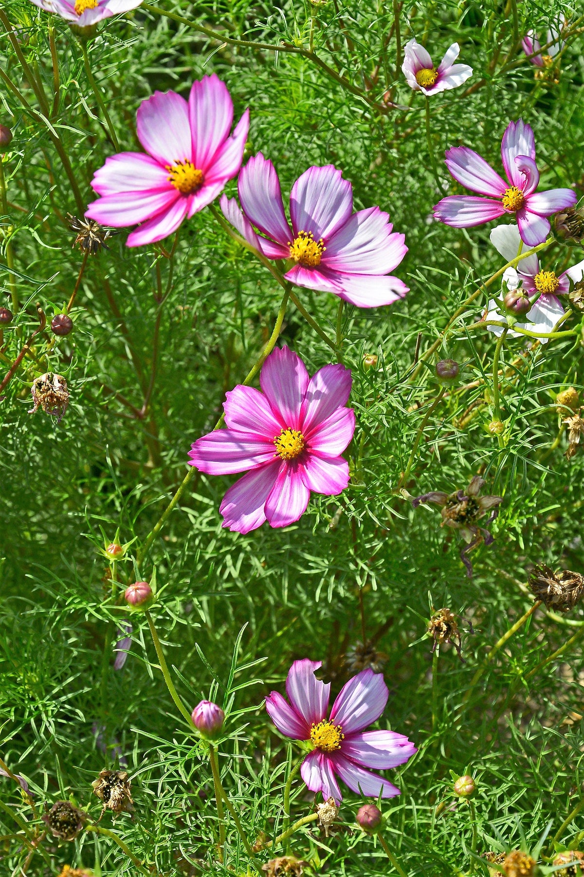 300 PICOTEE COSMOS Bipinnatus 2-Tone White Pink Magenta Fast Growing Flower Seeds