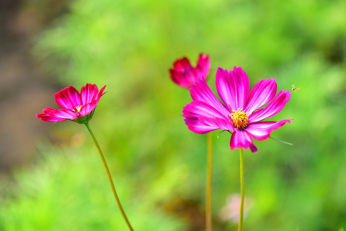 300 PICOTEE COSMOS Bipinnatus 2-Tone White Pink Magenta Fast Growing Flower Seeds