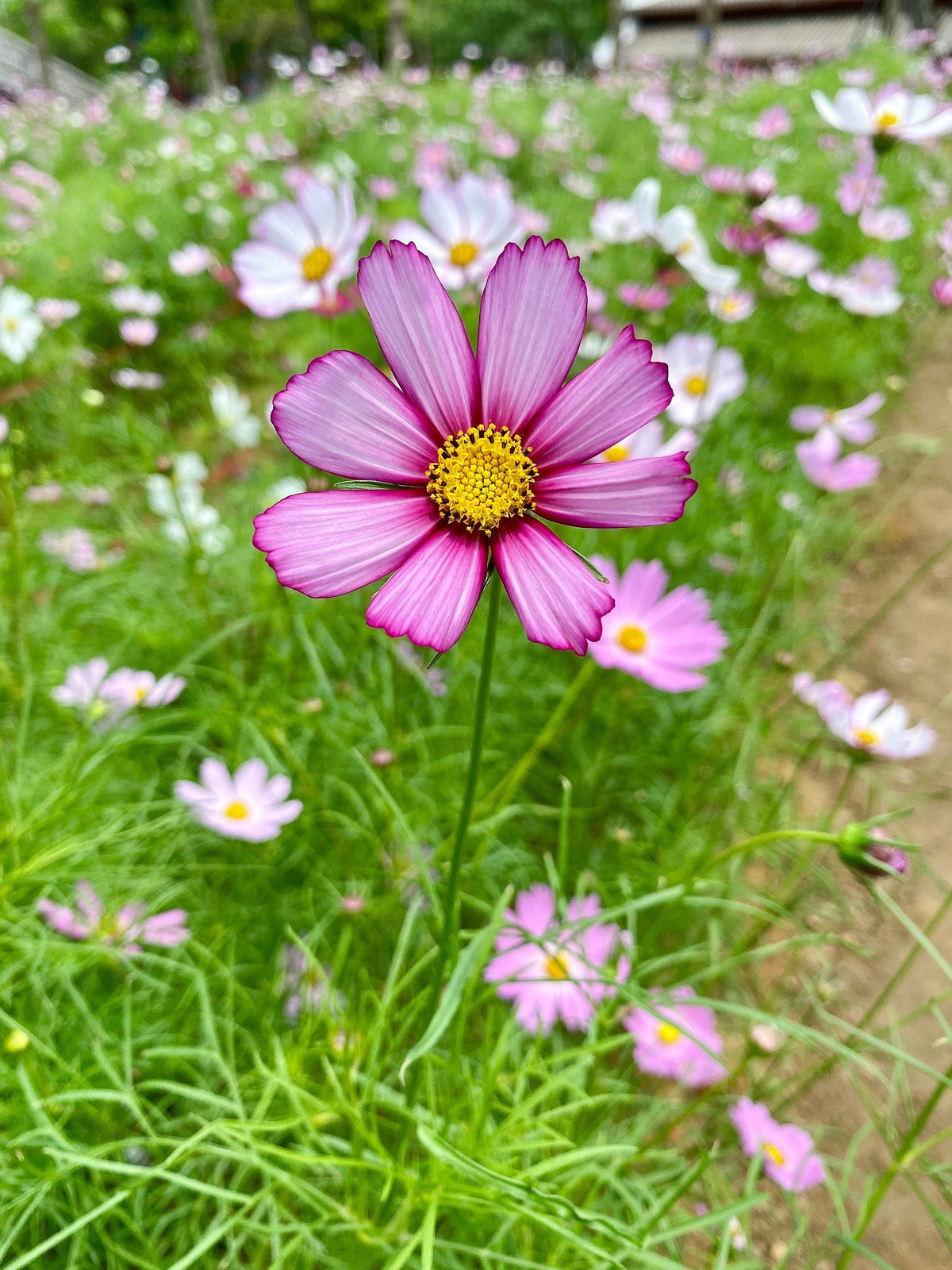 300 PICOTEE COSMOS Bipinnatus 2-Tone White Pink Magenta Fast Growing Flower Seeds