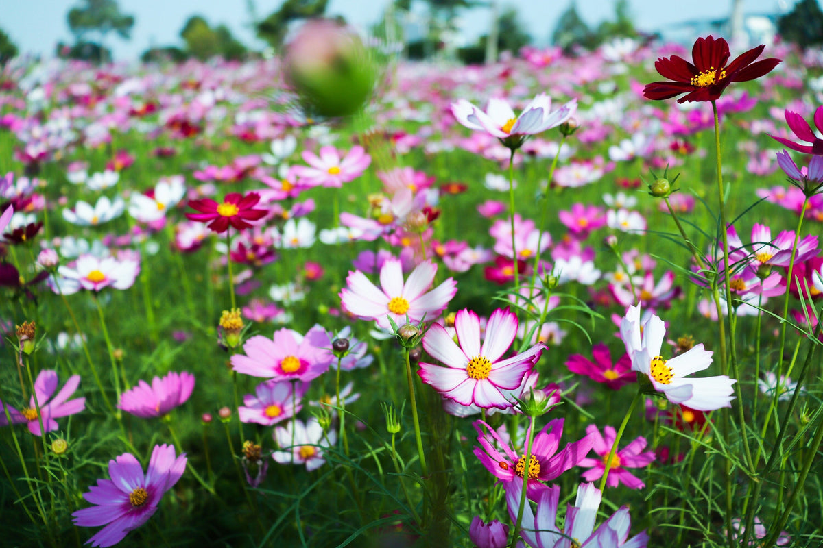 300 Mixed Colors DWARF COSMOS Bipinnatus Red Pink White Fast Growing Flower Seeds