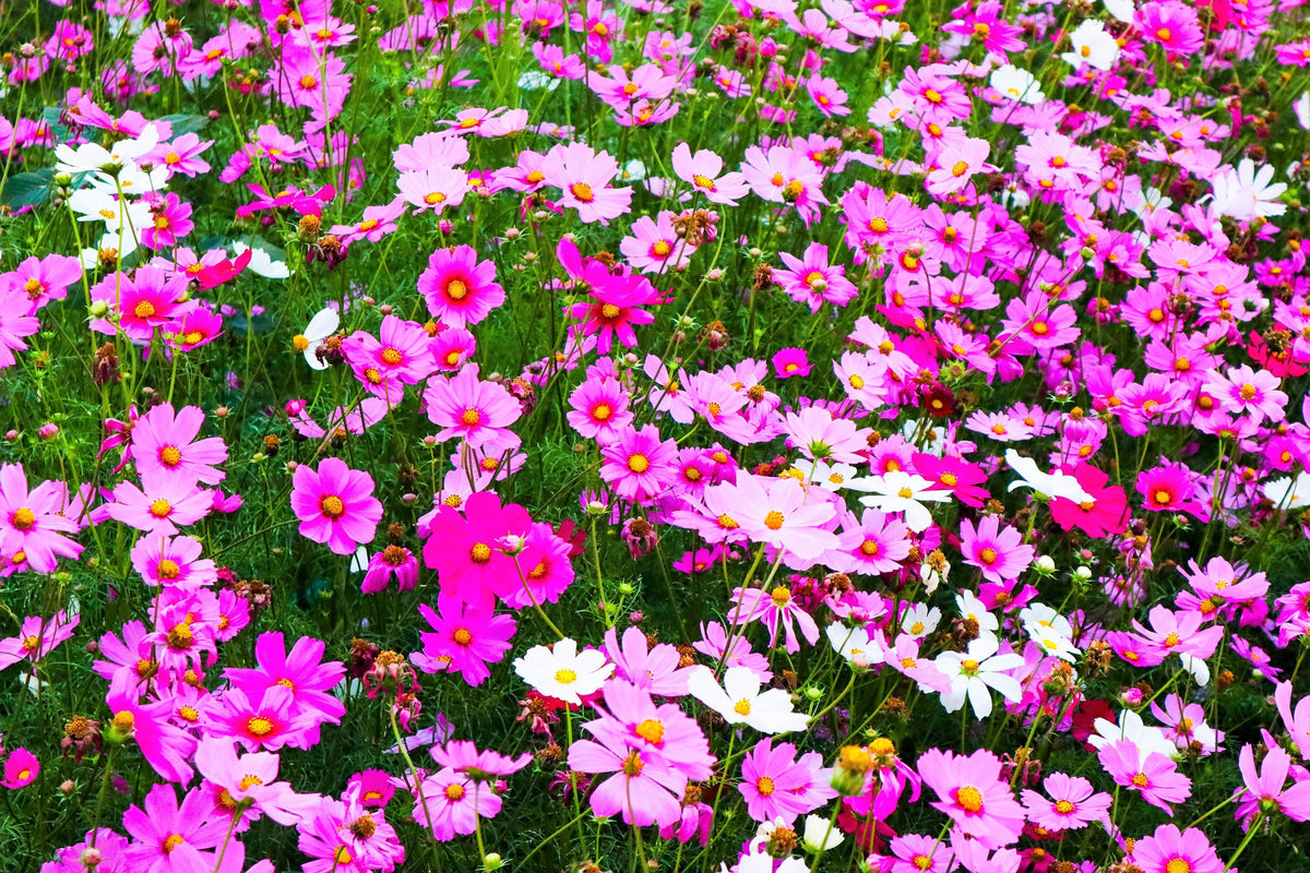 300 Mixed Colors DWARF COSMOS Bipinnatus Red Pink White Fast Growing Flower Seeds