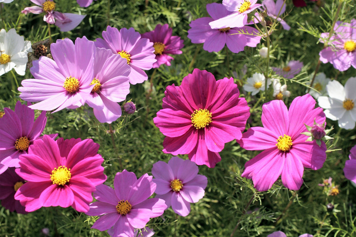 300 Mixed Colors DWARF COSMOS Bipinnatus Red Pink White Fast Growing Flower Seeds