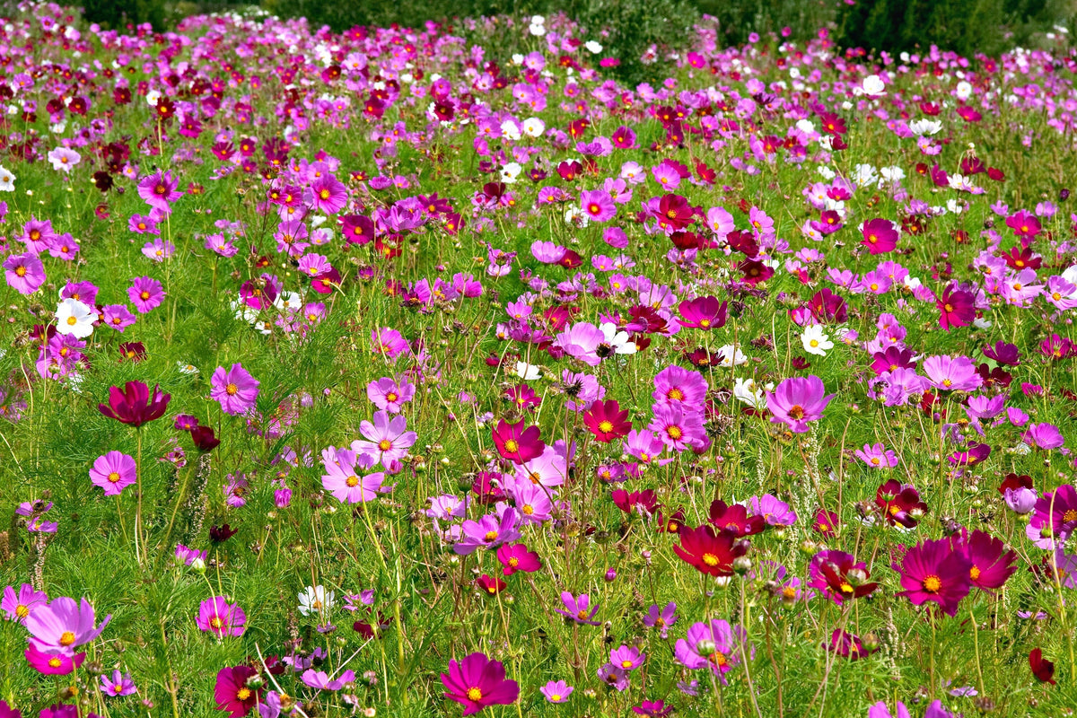 300 Mixed Colors DWARF COSMOS Bipinnatus Red Pink White Fast Growing Flower Seeds
