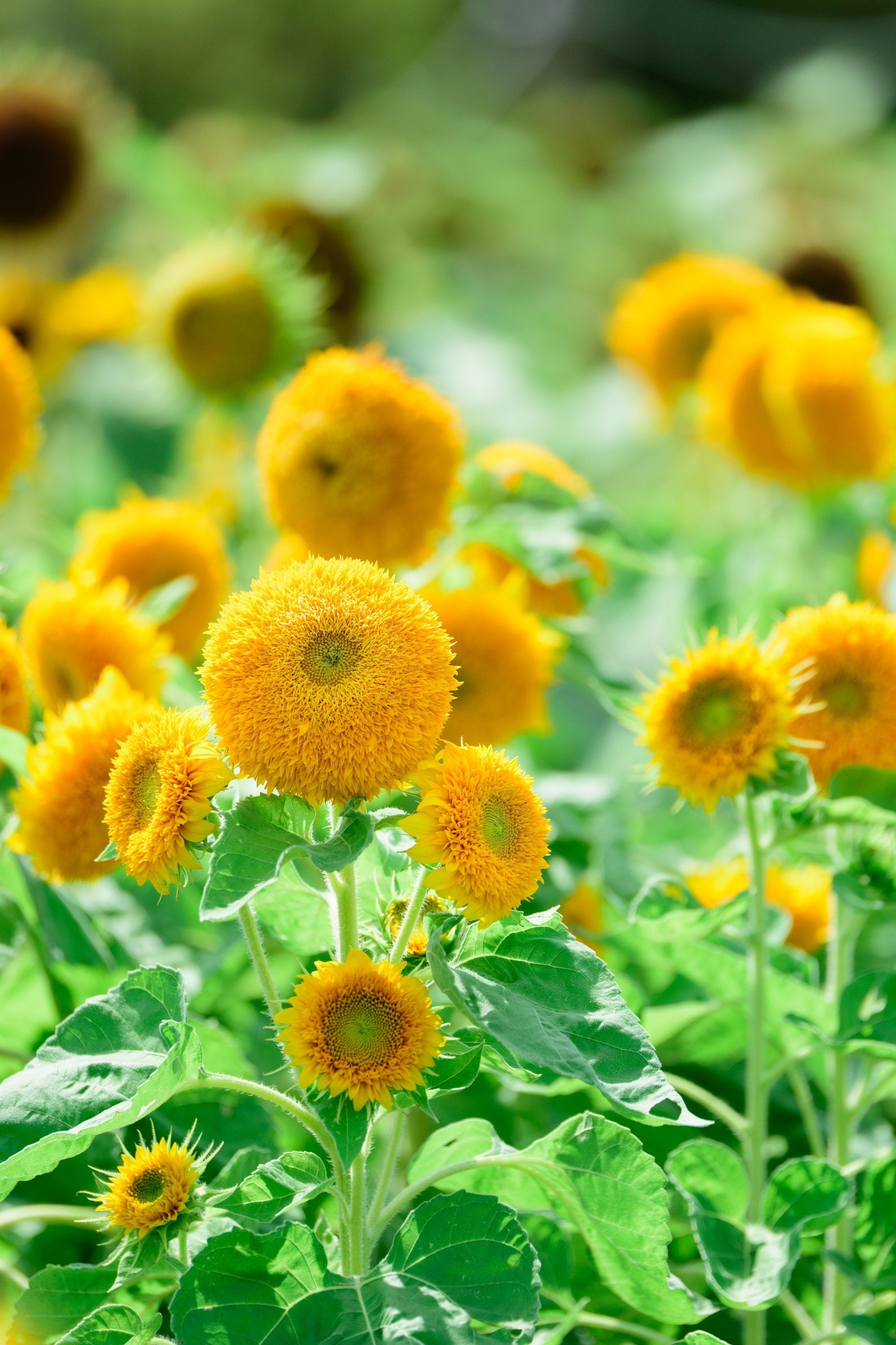 100 Double DWARF SUNGOLD SUNFLOWER Helianthus Annuus Yellow Teddy Bear Type Flower Seeds