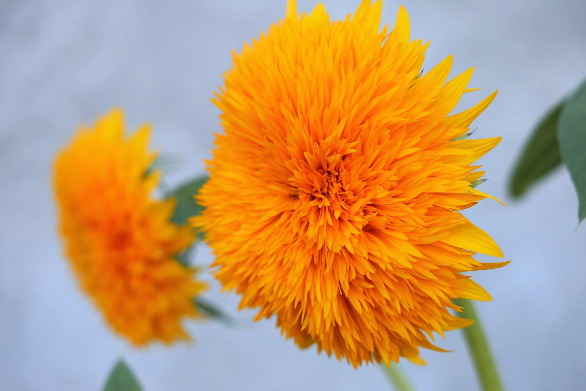 100 Double DWARF SUNGOLD SUNFLOWER Helianthus Annuus Yellow Teddy Bear Type Flower Seeds
