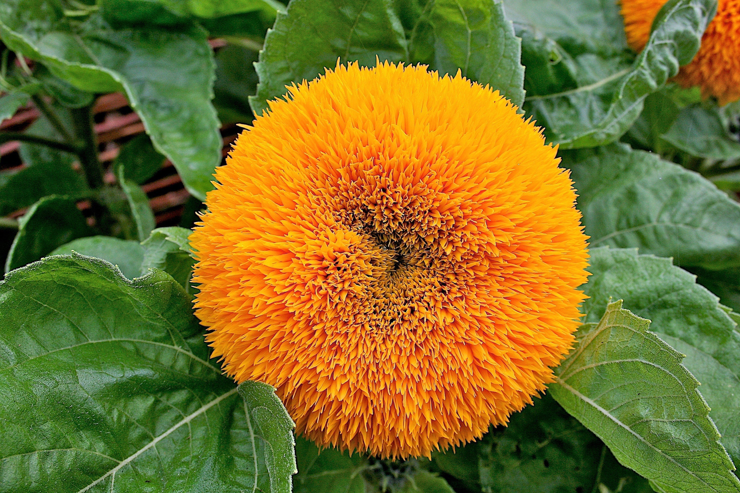 100 Double DWARF SUNGOLD SUNFLOWER Helianthus Annuus Yellow Teddy Bear Type Flower Seeds