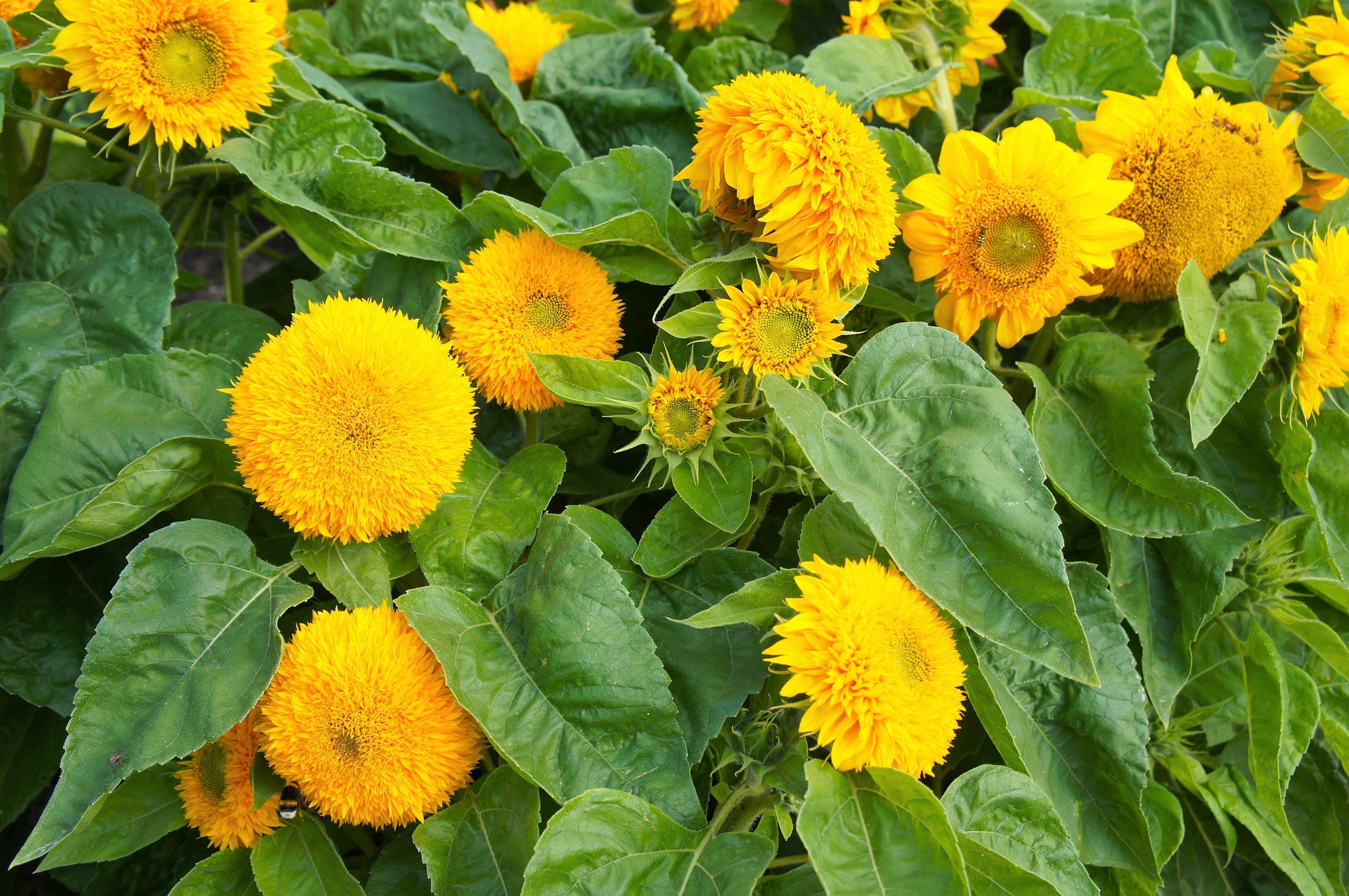 100 Double DWARF SUNGOLD SUNFLOWER Helianthus Annuus Yellow Teddy Bear Type Flower Seeds