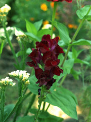 50 Organic BLACK PRINCE SNAPDRAGON Antirrhinum Majus Dark Crimson Red Gothic Garden Flower Seeds