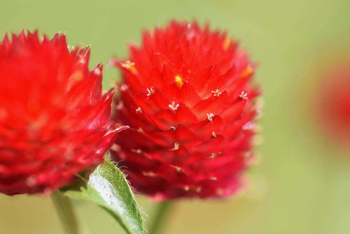 50 STRAWBERRY FIELDS GOMPHRENA Haageana Rio Grande Globe Amaranth Scarlet Red Flower Seeds