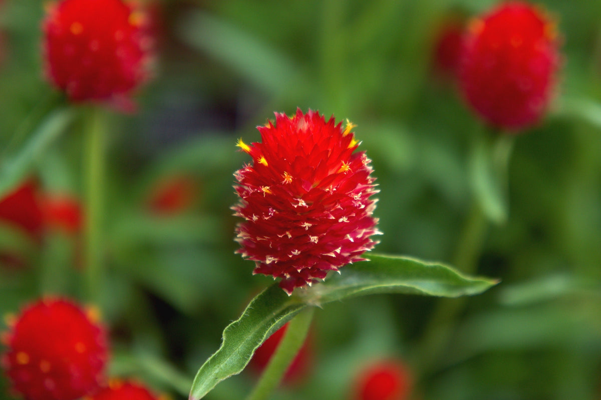 50 STRAWBERRY FIELDS GOMPHRENA Haageana Rio Grande Globe Amaranth Scarlet Red Flower Seeds