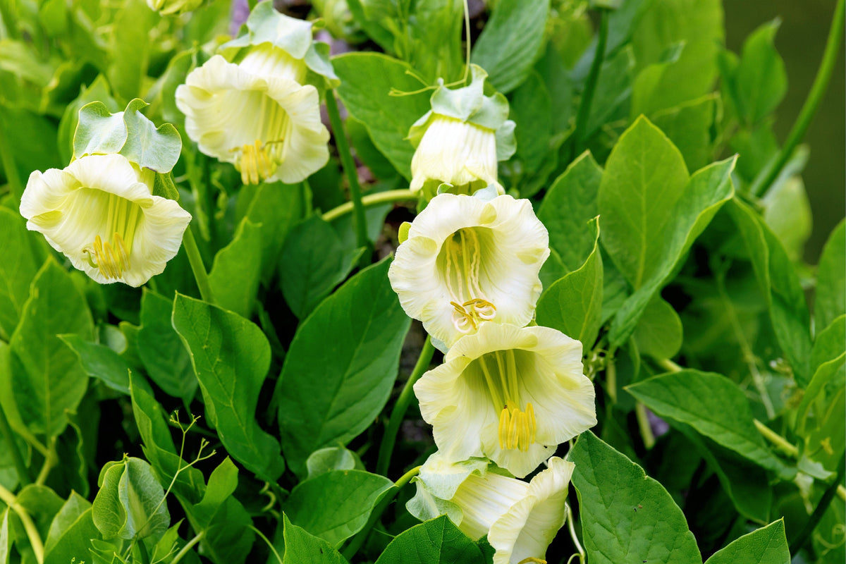 5 WHITE CATHEDRAL BELLS Vine Cup & Saucer Cobaea Scandens Alba Climber Hummingbird Flower Seeds