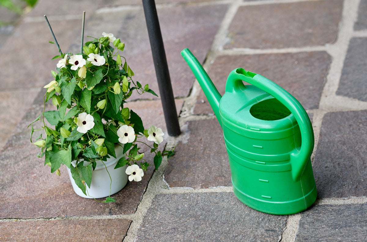 10 WHITE THUNBERGIA Alata VINE Black Eyed Susan Vine Flower Seeds