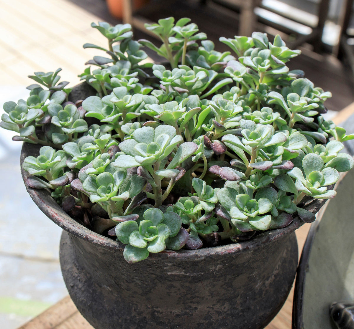 50 OREGON STONECROP Sedum Oreganum - Green Bronze Orange Red Succulent Foliage - Native Yellow Groundcover Flower Seeds