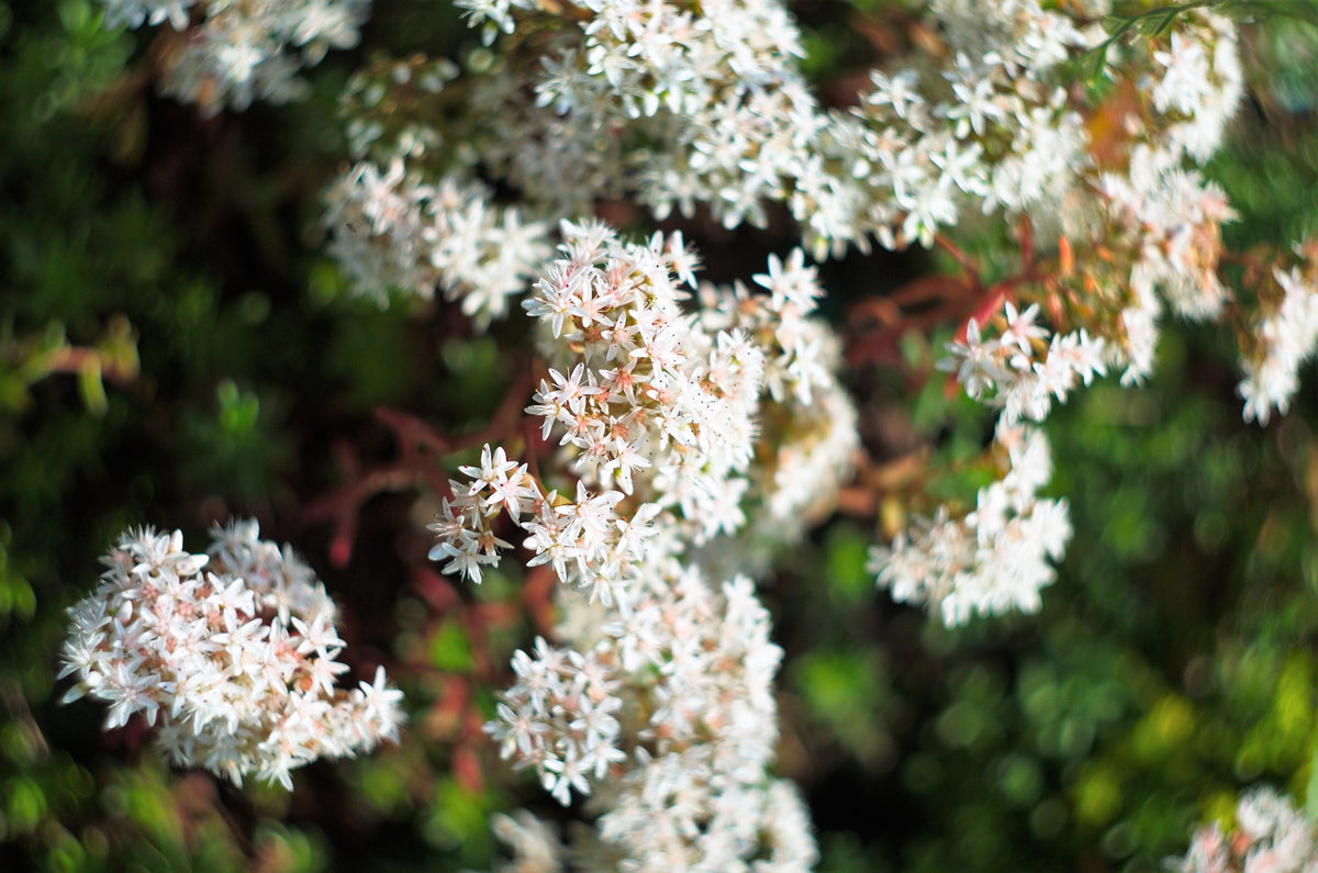 50 OKTOBERFEST SEDUM Acre Gold Moss Stonecrop Succulent Groundcover White Flower Seeds
