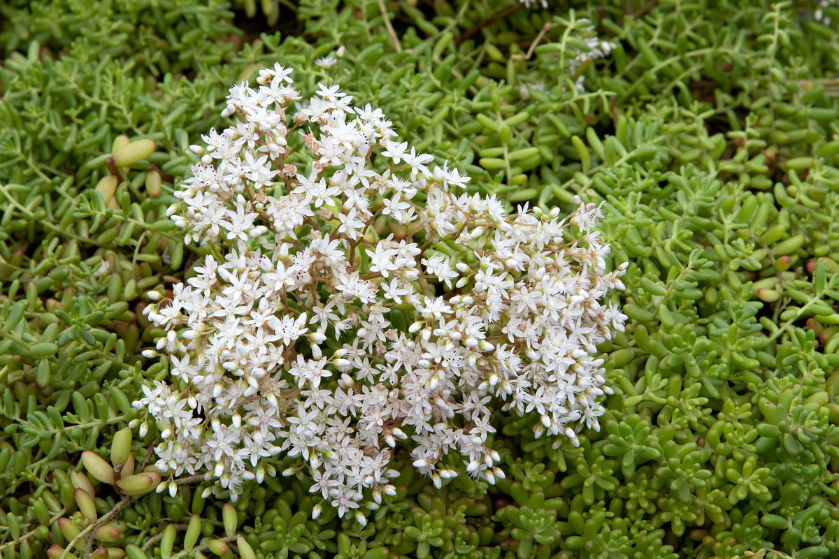 50 OKTOBERFEST SEDUM Acre Gold Moss Stonecrop Succulent Groundcover White Flower Seeds