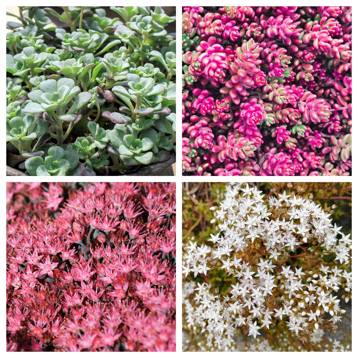 150 MIXED SEDUM Stonecrop Succulent Groundcover Red White Yellow Pink Purple Flower Seeds