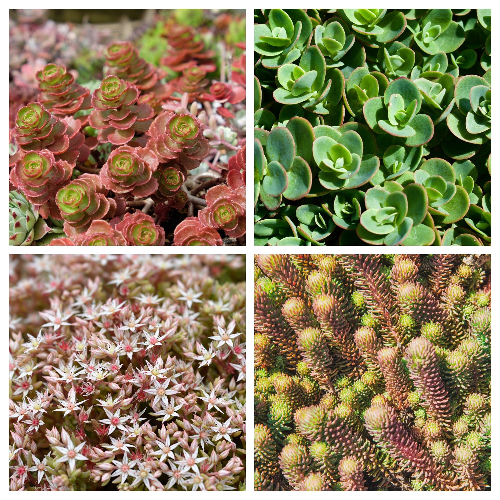 150 MIXED SEDUM Stonecrop Succulent Groundcover Red White Yellow Pink Purple Flower Seeds