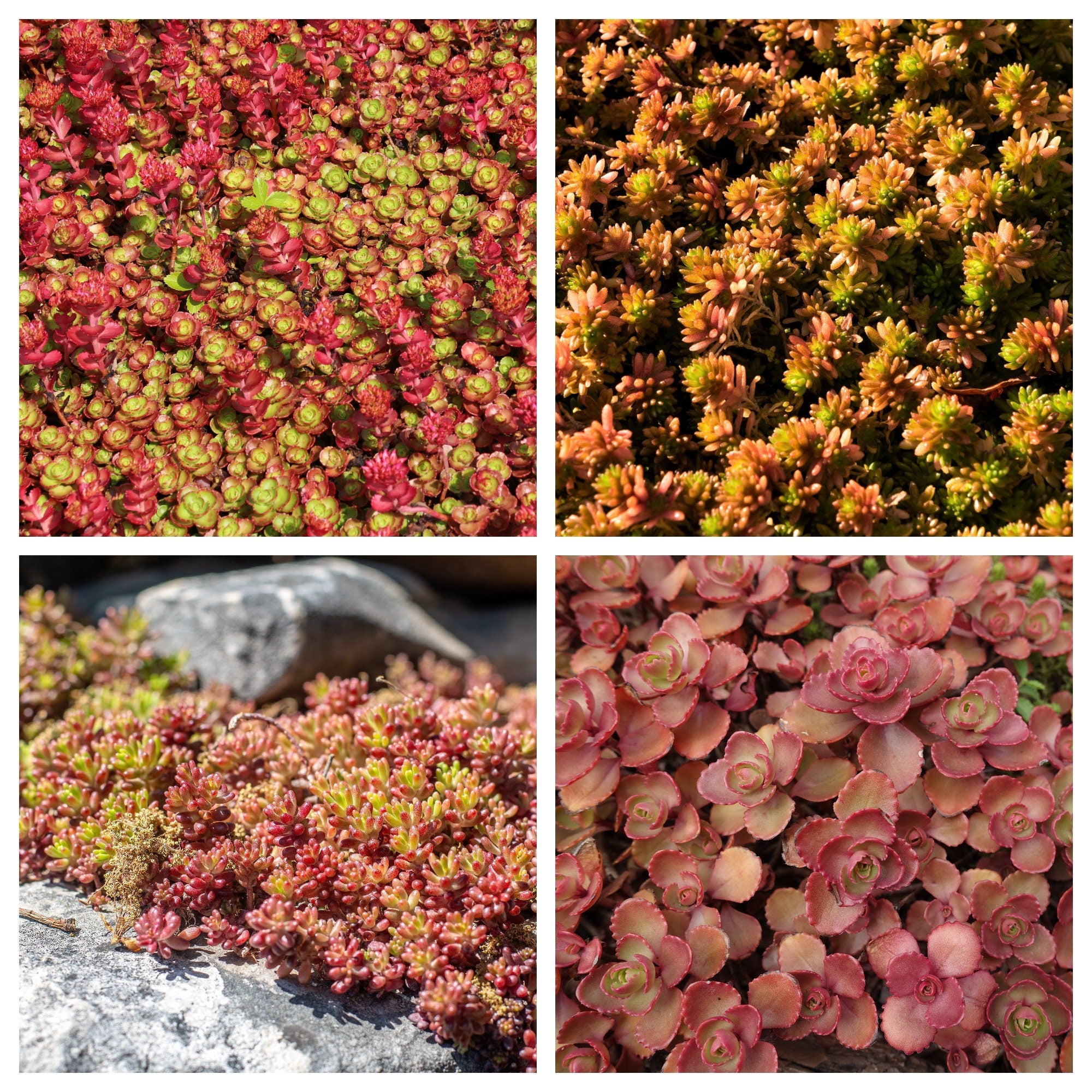 150 MIXED SEDUM Stonecrop Succulent Groundcover Red White Yellow Pink Purple Flower Seeds