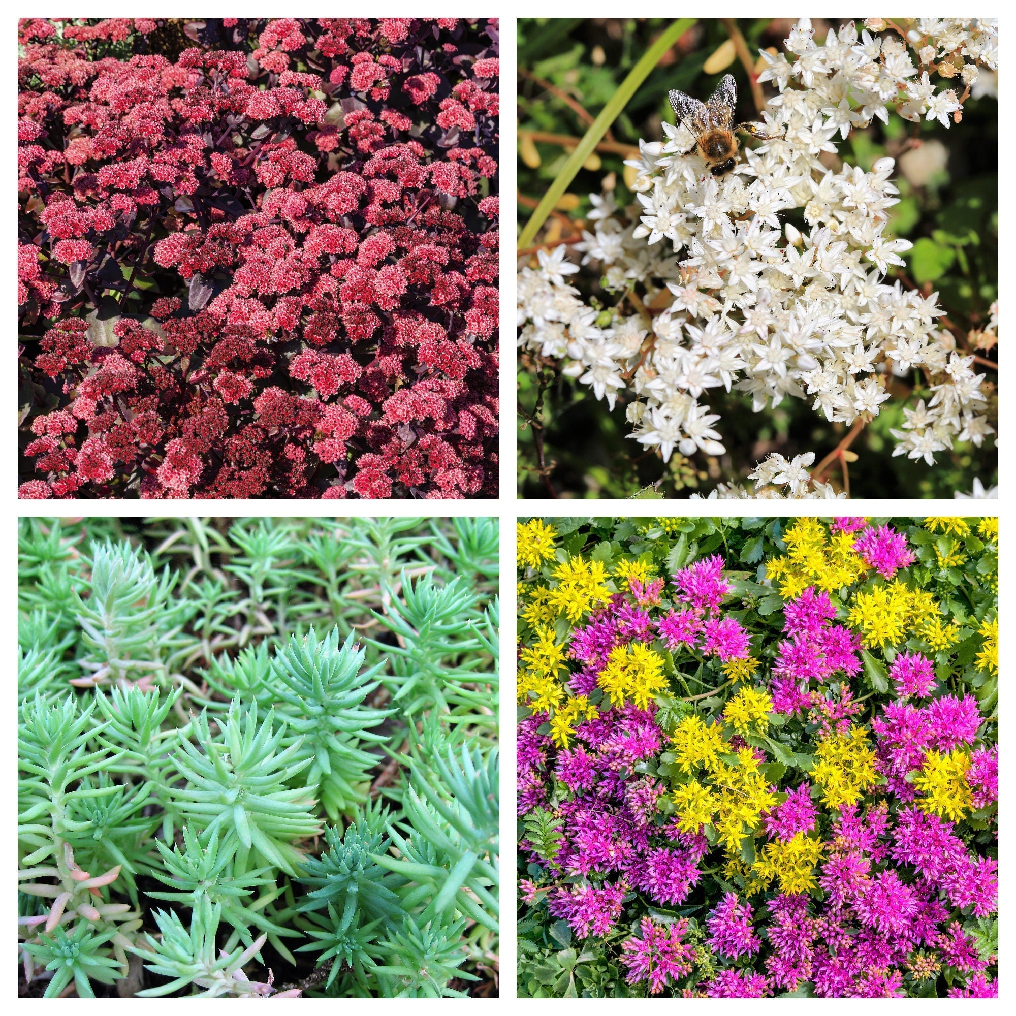 150 MIXED SEDUM Stonecrop Succulent Groundcover Red White Yellow Pink Purple Flower Seeds