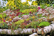 150 MIXED SEDUM Stonecrop Succulent Groundcover Red White Yellow Pink Purple Flower Seeds