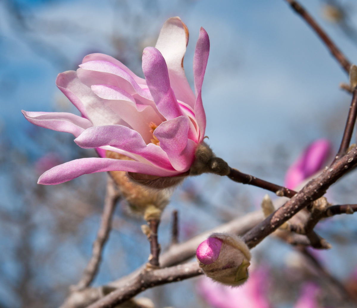 5 LOEBNER MAGNOLIA Loebneri TREE Shrub Seeds - Cross of M Stellata & Kobus - Fragrant Pink White Huge 3 - 5" Wide Flowers