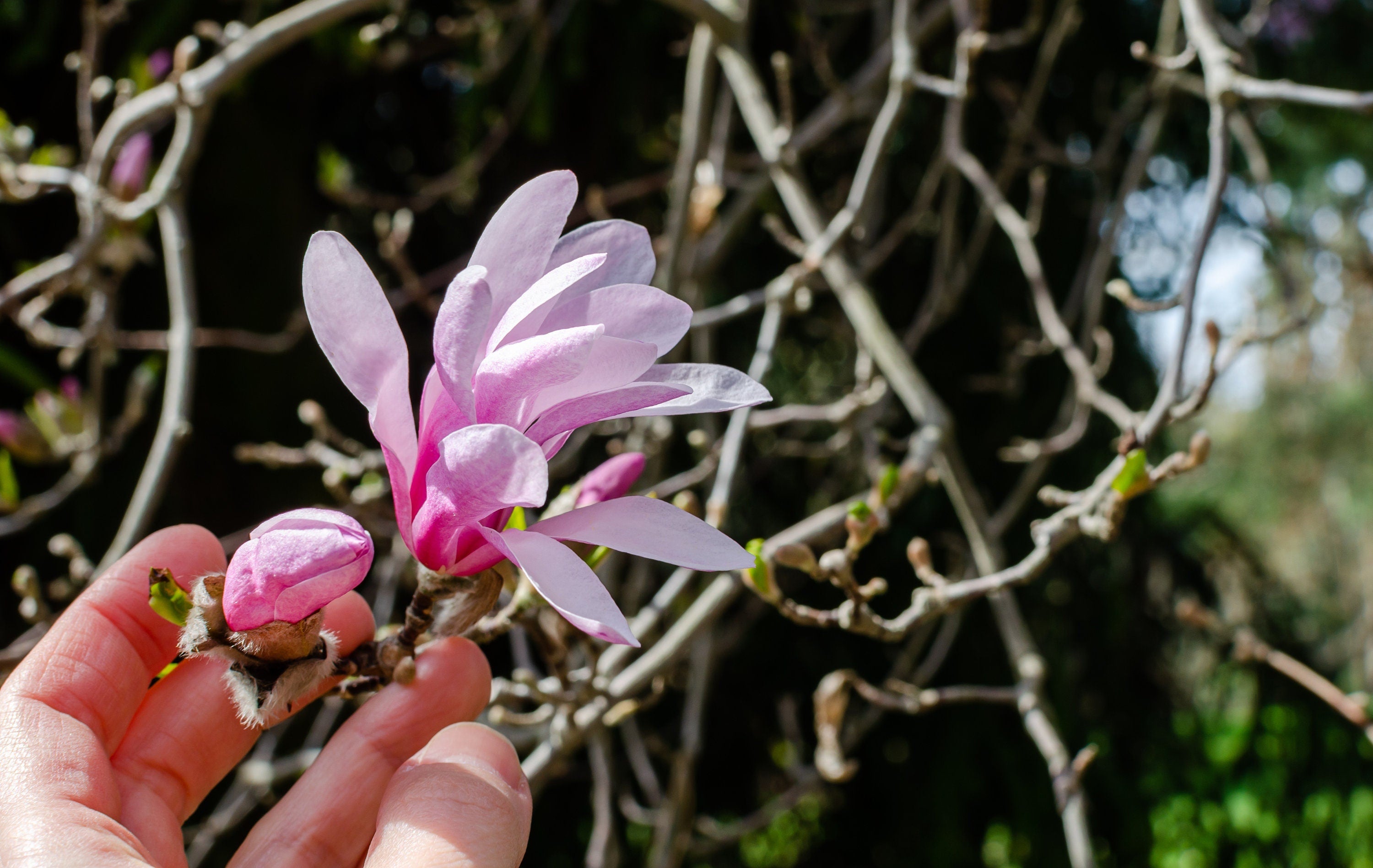 5 LOEBNER MAGNOLIA Loebneri TREE Shrub Seeds - Cross of M Stellata & Kobus - Fragrant Pink White Huge 3 - 5" Wide Flowers