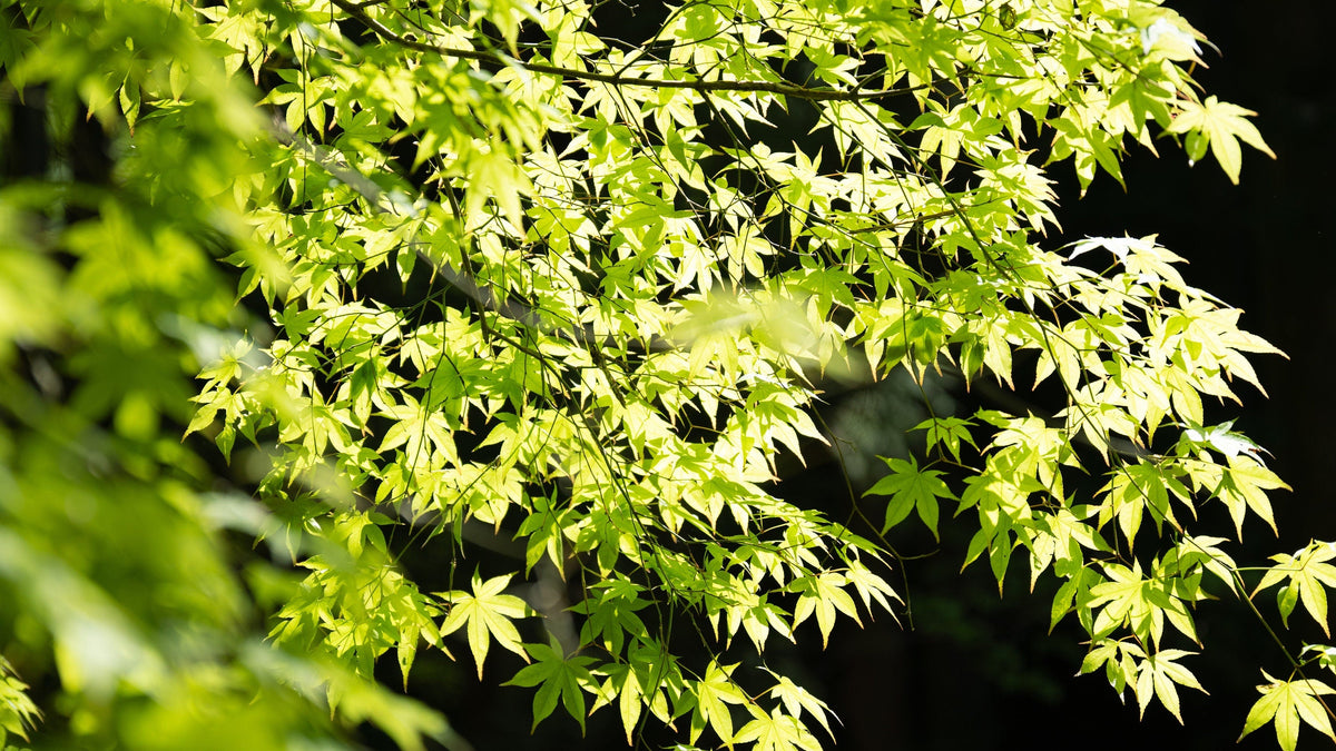 20 GREEN JAPANESE MAPLE Tree Ornamental Acer Palmatum Palmate Maple Yellow Fall Color Red Flower Seeds