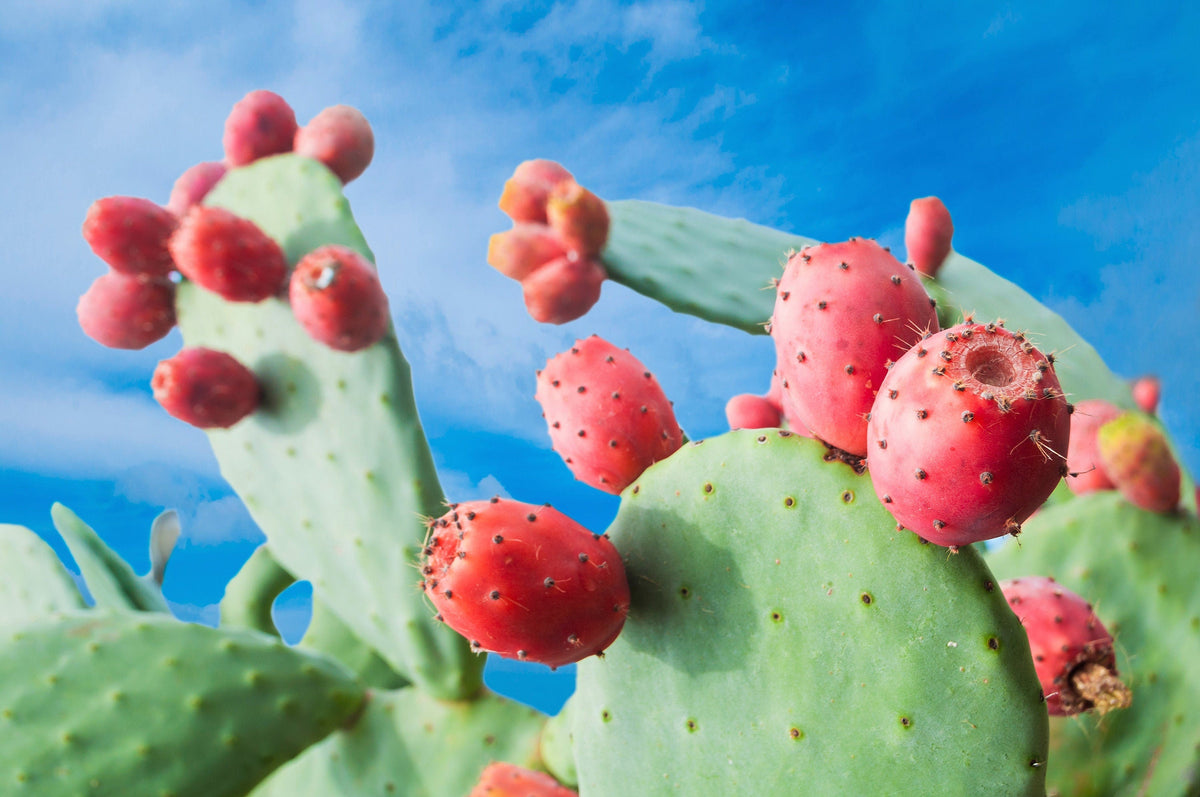 10 Orange PRICKLY PEAR CACTUS Nopal Indian Fig Opuntia Ficus-Indica Fruit Flower Seeds