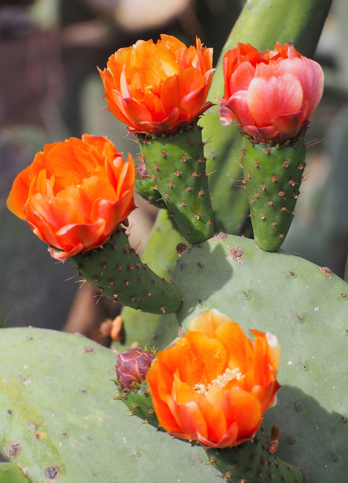 10 Orange PRICKLY PEAR CACTUS Nopal Indian Fig Opuntia Ficus-Indica Fruit Flower Seeds