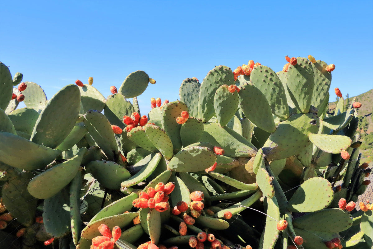 10 Orange PRICKLY PEAR CACTUS Nopal Indian Fig Opuntia Ficus-Indica Fruit Flower Seeds