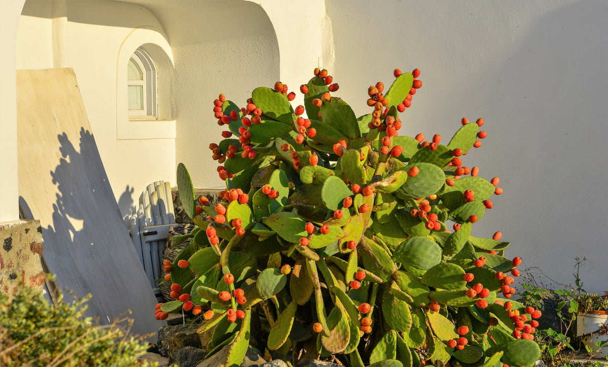 10 Orange PRICKLY PEAR CACTUS Nopal Indian Fig Opuntia Ficus-Indica Fruit Flower Seeds