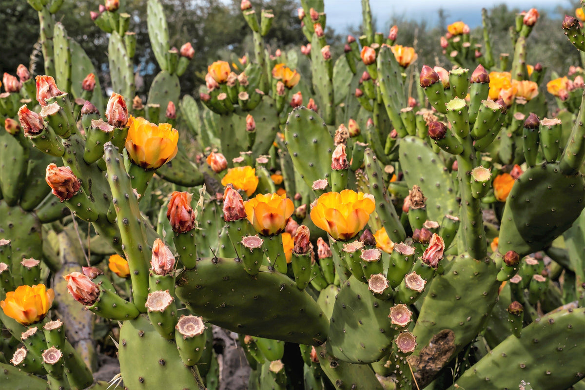 10 Orange PRICKLY PEAR CACTUS Nopal Indian Fig Opuntia Ficus-Indica Fruit Flower Seeds