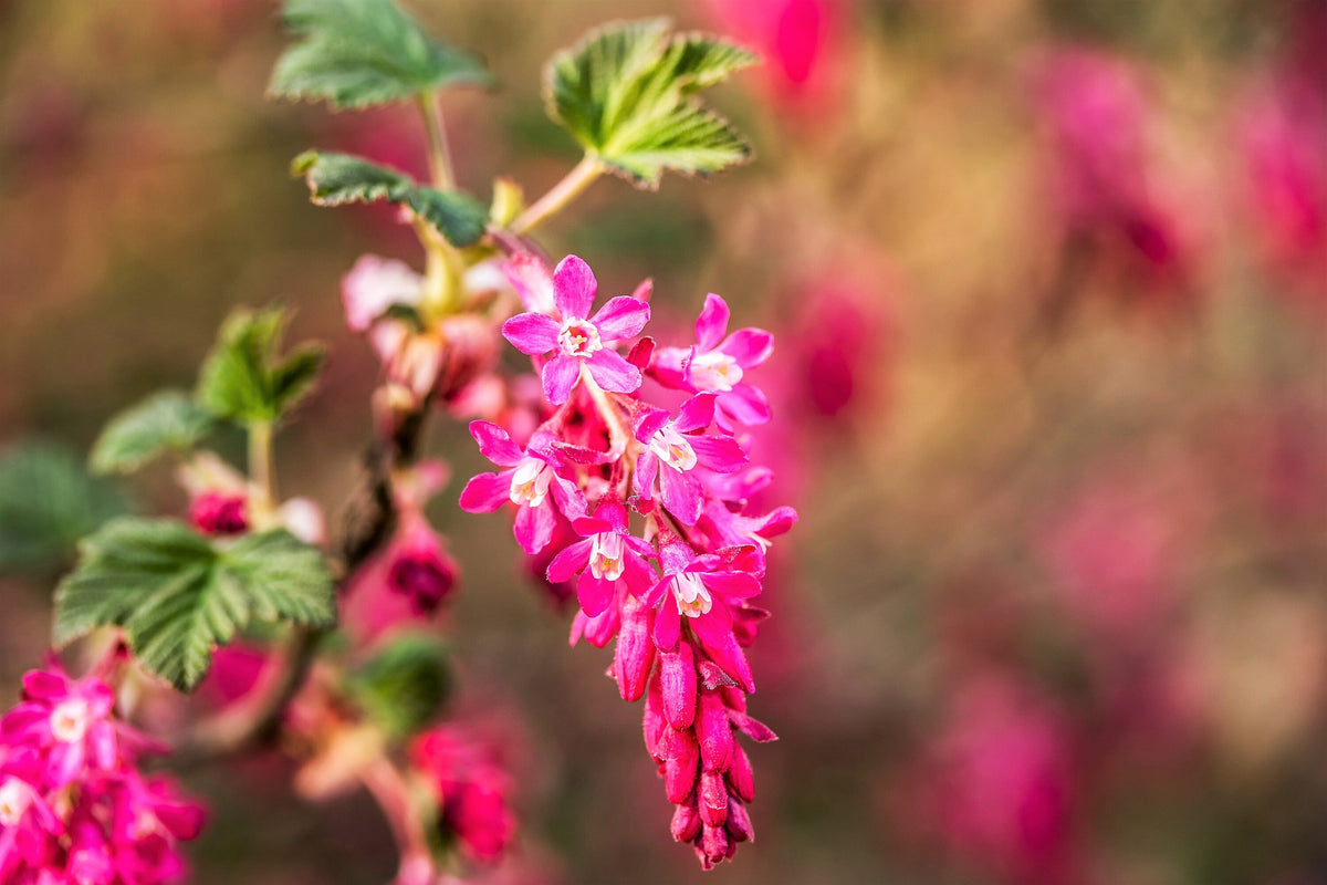 25 RED FLOWERING CURRANT Ribes Sanguineum aka Blood Currant Edible Fruit Blue Black Berries Shrub Seeds