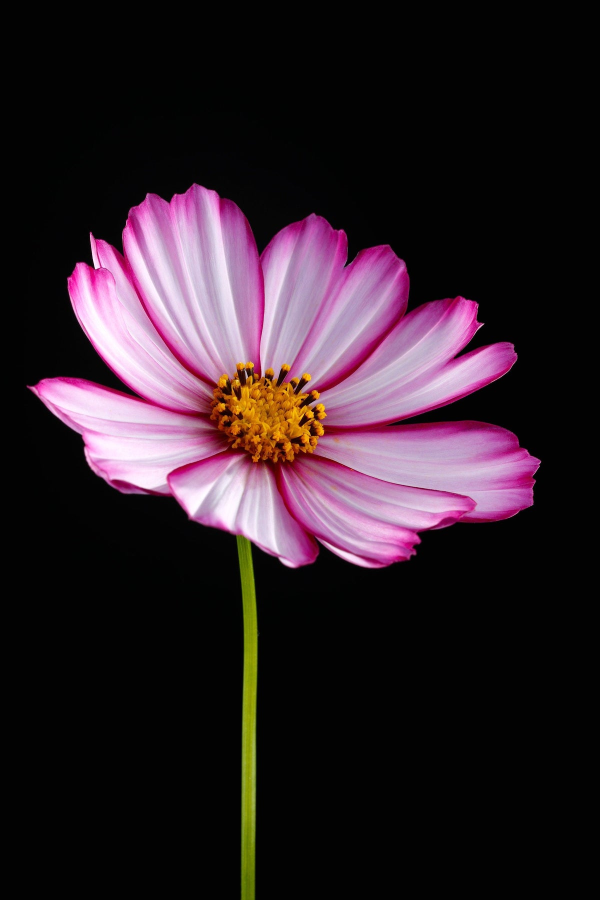 300 PICOTEE COSMOS Bipinnatus 2-Tone White Pink Magenta Fast Growing Flower Seeds
