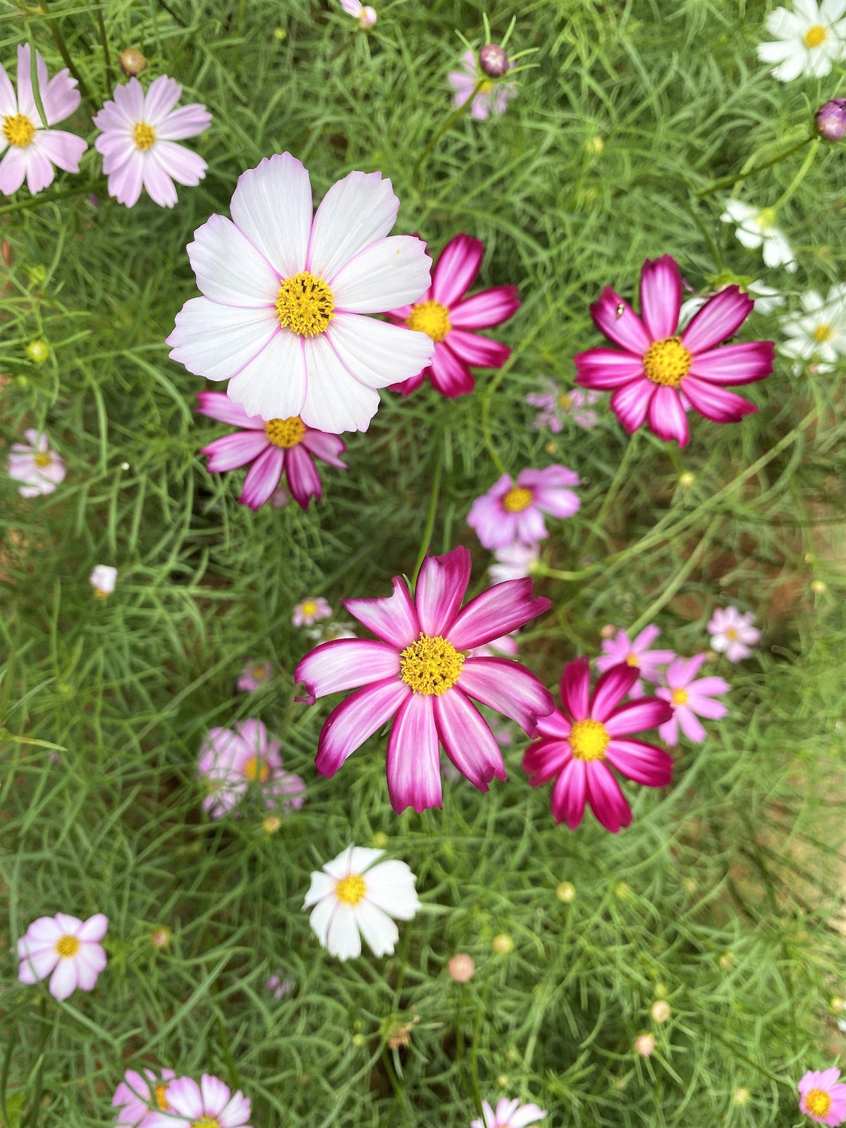 300 PICOTEE COSMOS Bipinnatus 2-Tone White Pink Magenta Fast Growing Flower Seeds